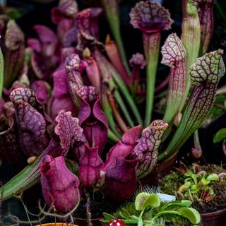 Pitcher plant wallpaper