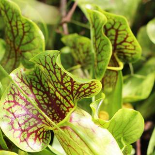 Pitcher plant wallpaper