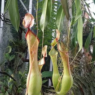 Pitcher plant wallpaper