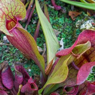 Pitcher plant wallpaper