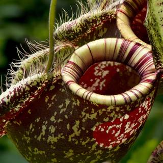 Pitcher plant wallpaper
