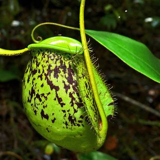Pitcher plant wallpaper