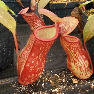 Pitcher plant wallpaper