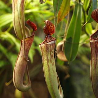 Pitcher plant wallpaper