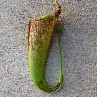 Pitcher plant wallpaper