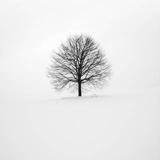 4k iPhone white wallpaper