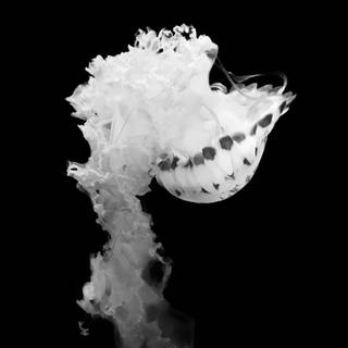 4k iPhone white wallpaper