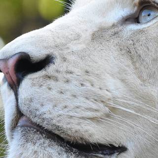 4k iPhone white wallpaper