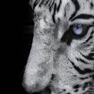 4k iPhone white wallpaper