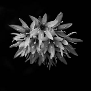 4k iPhone white wallpaper