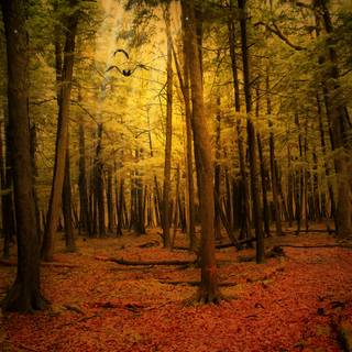 Golden autumn forest wallpaper