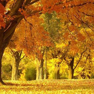 Golden autumn forest wallpaper