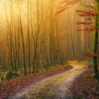 Golden autumn forest wallpaper