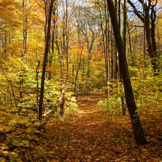 Golden autumn forest wallpaper