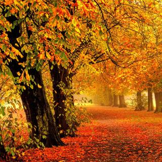 Golden autumn forest wallpaper