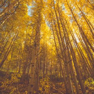Golden autumn forest wallpaper