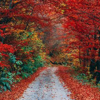 Golden autumn forest wallpaper