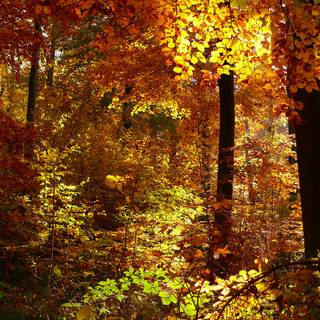 Golden autumn forest wallpaper