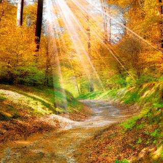 Golden autumn forest wallpaper