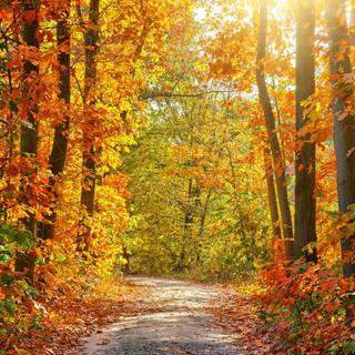 Golden autumn forest wallpaper