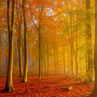 Golden autumn forest wallpaper