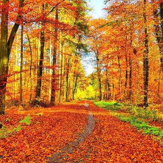 Golden autumn forest wallpaper