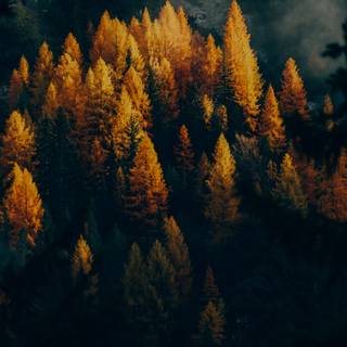 Golden autumn forest wallpaper