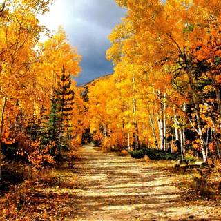 Golden autumn forest wallpaper