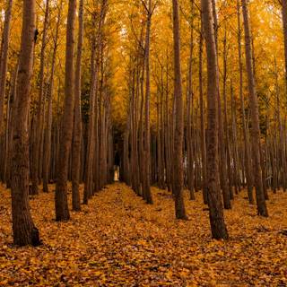 Golden autumn forest wallpaper