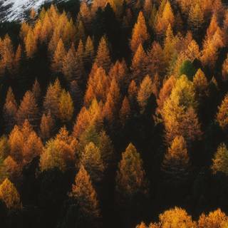 Golden autumn forest wallpaper