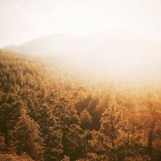 Golden autumn forest wallpaper