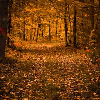 Golden autumn forest wallpaper