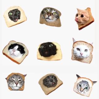 Cat loaf wallpaper