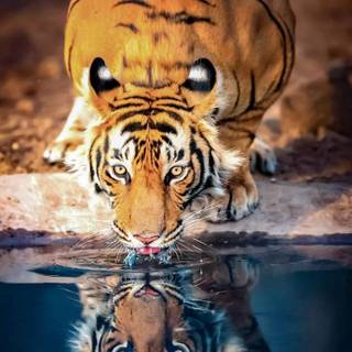 Tiger iPhone 4k wallpaper