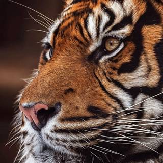 Tiger iPhone 4k wallpaper