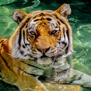 Tiger iPhone 4k wallpaper