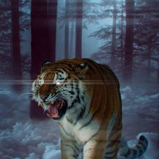 Tiger iPhone 4k wallpaper