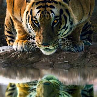 Tiger iPhone 4k wallpaper
