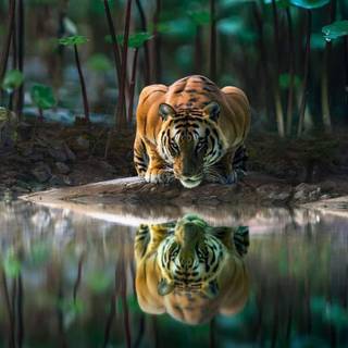 Tiger iPhone 4k wallpaper