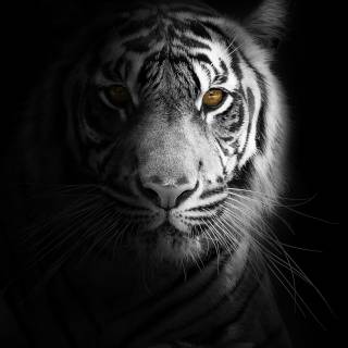 Tiger iPhone 4k wallpaper