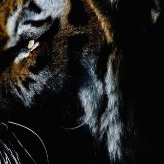 Tiger iPhone 4k wallpaper