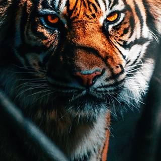 Tiger iPhone 4k wallpaper