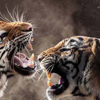 Tiger iPhone 4k wallpaper