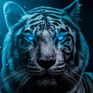Tiger iPhone 4k wallpaper