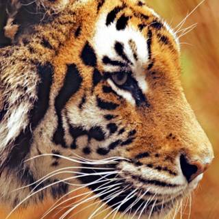 Tiger iPhone 4k wallpaper