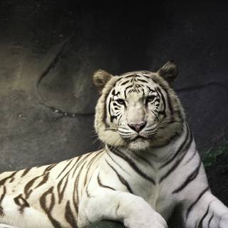 Tiger iPhone 4k wallpaper