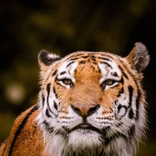 Tiger iPhone 4k wallpaper