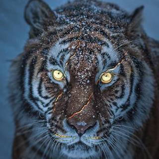 Tiger iPhone 4k wallpaper