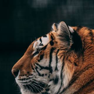Tiger iPhone 4k wallpaper