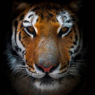 Tiger iPhone 4k wallpaper